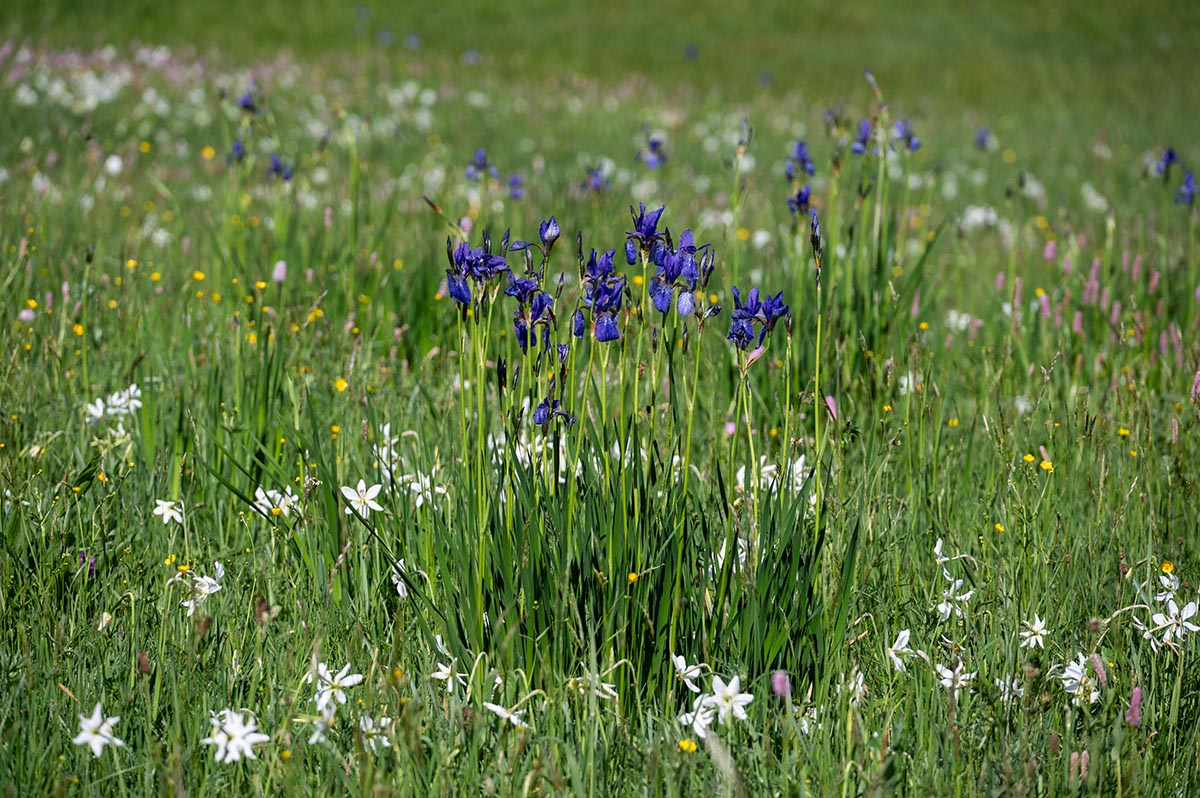 Iris und Narzissen